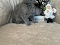 Scottish fold dişi erkek yavrular
