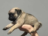 SAFKAN KALİTE PUG