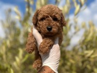 Üst Kalite Dişi Erkek Toy Poodle Yavrular