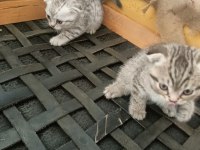 16 nisan doğumlu yavrular scottish fold