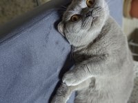 Uysal ve sevimli british shorthair kedimiz cindy