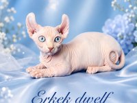 Dwelf, elf, bambino ve normal kanada sfenks yavrular