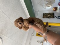 Uygun şartlarda toy Poodle dişi