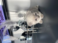 13 Şubat doğumlu dişi ve erkek scottish fold