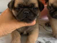 Hamburger pug mops yavruları