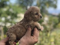 KG GARANTİLİ MALTİPOO BEBEKLER