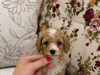 MALTİPOO ÖZEL RENK OĞLUMUZ