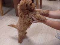 Safkan toy poodle 2 aylık
