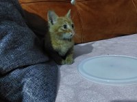 ACİL YUVA KEDİMİZE