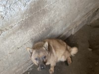 Erkek Fino Köpeğimiz Hırçın Kapı Zili İsteyenlere