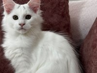 KAR BEYAZI BİR GÜZELLİK MAİNE COON