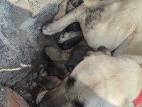 Dev Irk Anadolu Çoban Köpeği