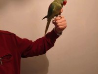Acil Satılık Alexander Papağanı 3 Aylık