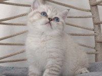 SAFKAN MÜKEMMEL KALİTE MAVİŞ GÖZLÜ BEBEK KEDİLER