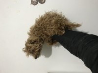POODLE YAVRUM YENİ EV İÇİN MÜSAİT WHAPSAPDAN DM