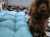 Komut eğitimli ve tuvalet eğitimli efsane köpeğimiz kuki