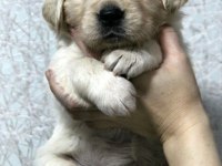2 aylık golden retriever yavrularım