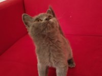 2.5 aylık ve 3.5 aylık british shorthair