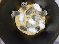 Yavru hamsterlar