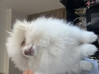Erkek çocuk snow pomeranian