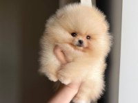 Göz Alıcı Tüy Yapısına Sahip Pomeranian Boo