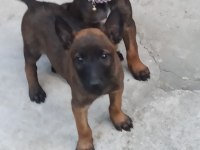 TÜRKİYE GENELİ IRK SAĞLIK VE KAPIDA ÖDEME GARANTİLİ