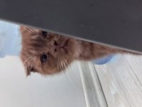 Scottish Fold Sahiplendirme