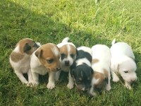 Show Kalite Fırlama Jack Russell Terrier Yavruları