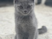 British shorthair 2 aylık dişi