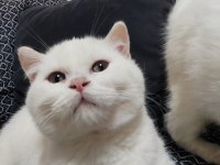 Kartopu british shorthair yavrularımız
