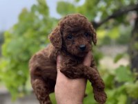 Toy poodle yavrular