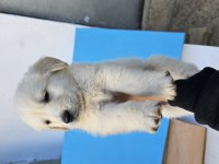 Golden retriever yavruları