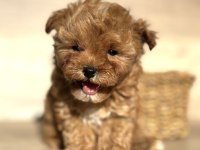 Tiny Teddy Face Kore Maltipoo