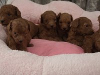 Ruhsatlı Köpek Çiftliğinden Toypoodle Yavrularımız