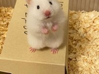 HAMSTER GONZALES YAVRULARI HERYERE GÖNDERİM