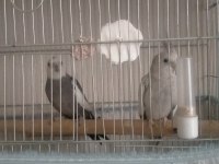 Satılık konuşan ve takım sultan papağanları