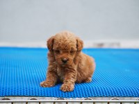 Toy poodle yavrularımız