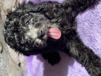 Sevgiyle Büyüyen Poodle Yavruları – Ev doğumlu
