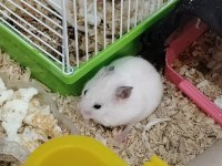 23 GÜNLÜK ROBOROVSKİ HAMSTERLERİ 5 TANE VE ANNE BABA