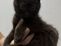 Çikolata scottish fold erkek