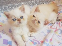 Kendi kedimin yavruları