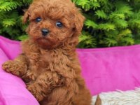 Toy poodle puppy