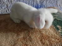 Teddy lop tavşanı yavrular mavi göz