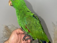 ECLECTUS PAPAĞANI YAVRU