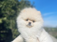 Ayı surat pomeranian boo erkek