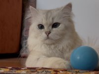 Eşleştirme İlanı Kedimize
