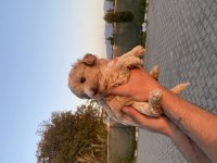 Maltipoo yavru