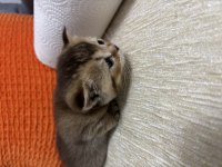 Bebekler british shorthair