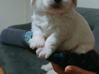 Maltipoo yavrularımız yeni yuvalarını bekliyor