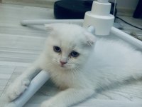 MAVİ GÖZLÜ KIRIK KULAK SCOTTİSH
